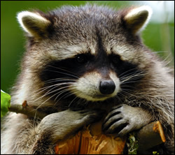 raccoon removal Garland